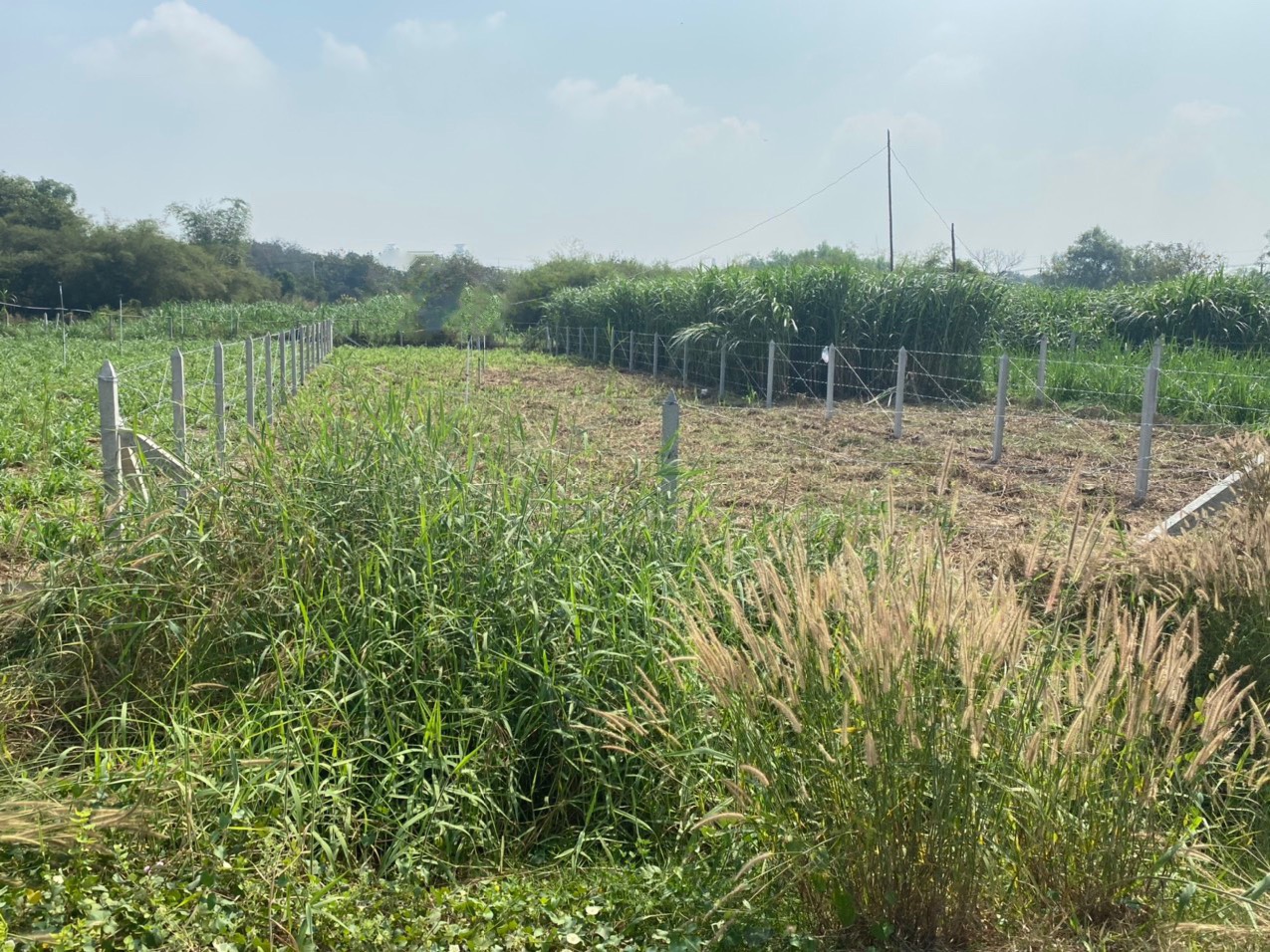 Bán lô đất MT đường Bê tông xe tải hẻm Nguyễn Thị Nê, dt 545m, 100% thổ cư, xã Phú Hòa Đông