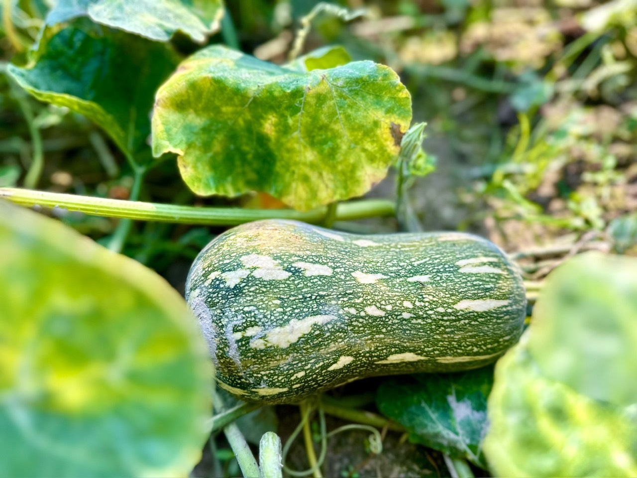 Hạ giá tiếp! quá rẻ cho lô đất Mặt tiền đường Bùi Thị Ngọn, dt 4.984m, xã An Nhơn Tây.