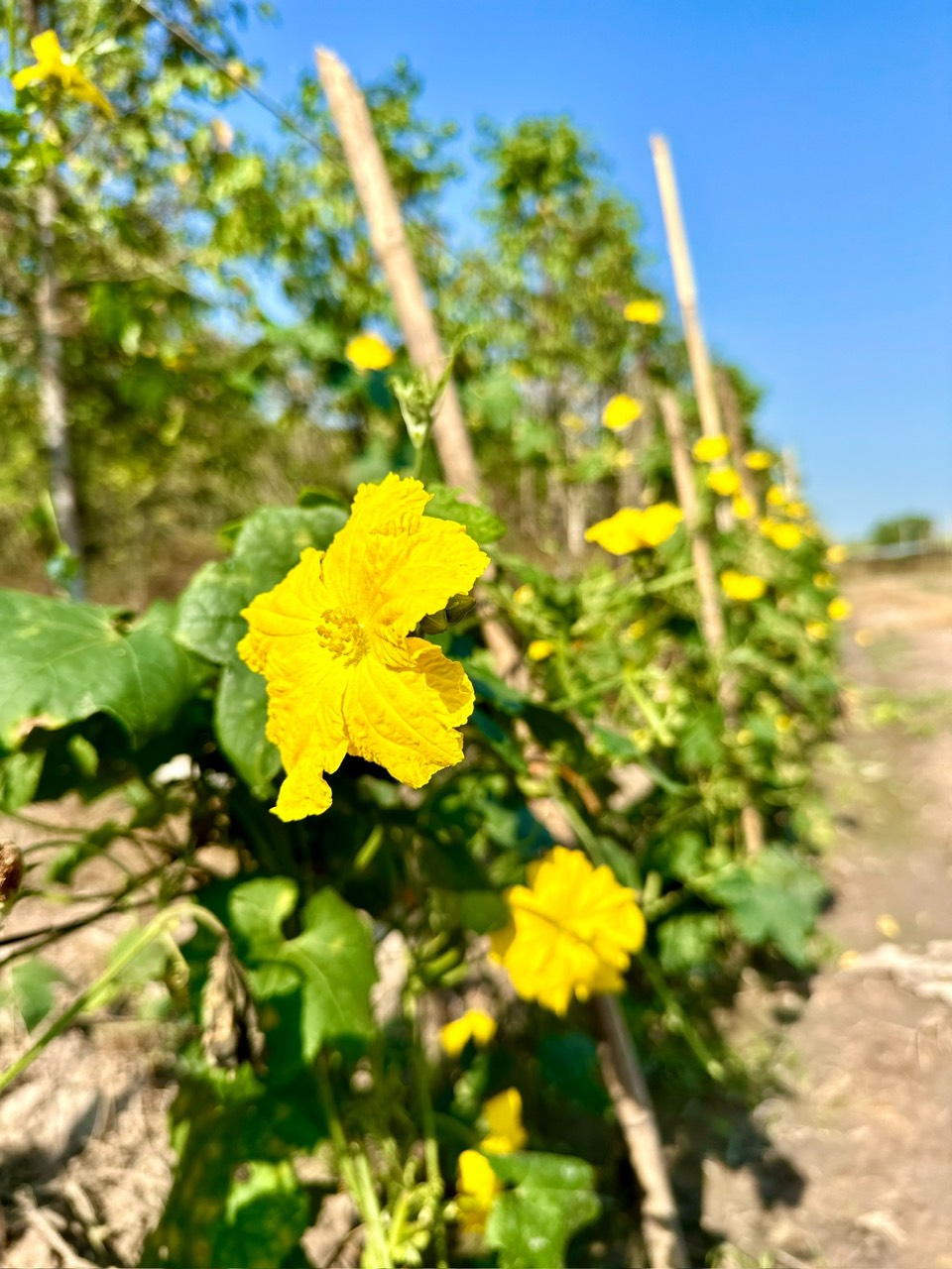 Hạ giá tiếp! quá rẻ cho lô đất Mặt tiền đường Bùi Thị Ngọn, dt 4.984m, xã An Nhơn Tây.