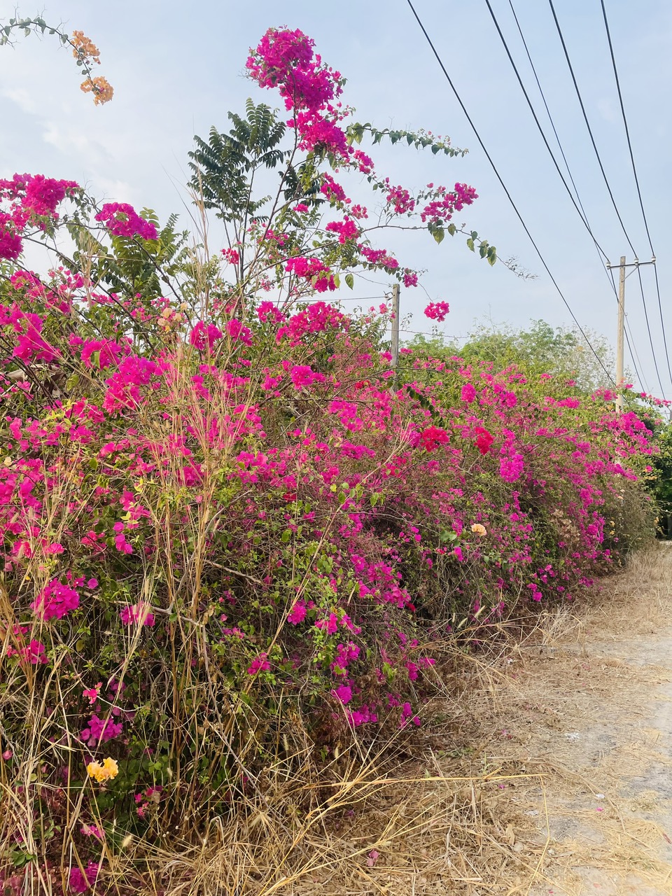 Hạ giá tiếp! quá rẻ cho lô đất Mặt tiền đường Bùi Thị Ngọn, dt 4.984m, xã An Nhơn Tây.