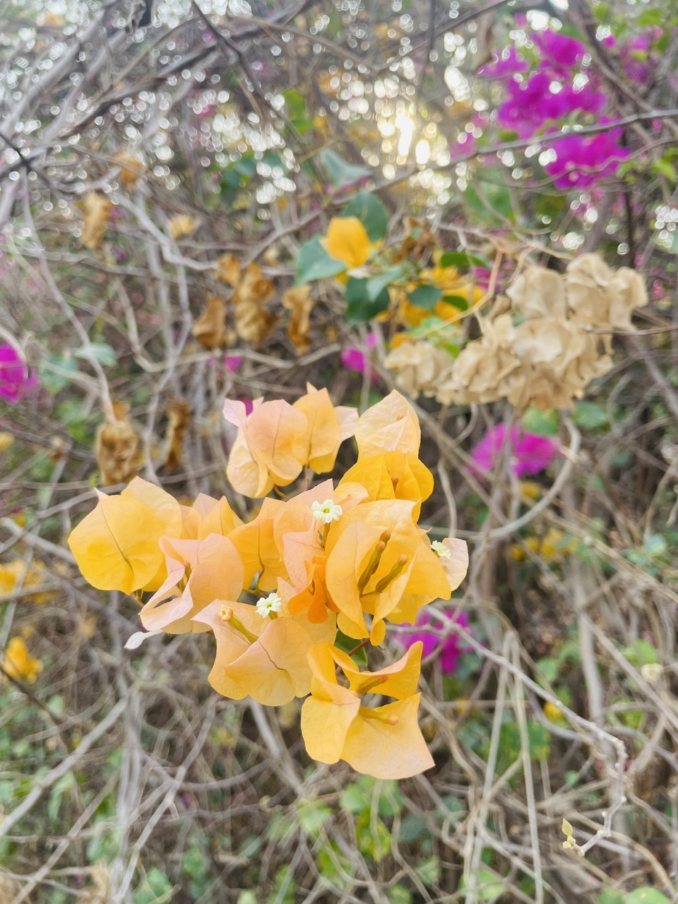 Hạ giá tiếp! quá rẻ cho lô đất Mặt tiền đường Bùi Thị Ngọn, dt 4.984m, xã An Nhơn Tây.