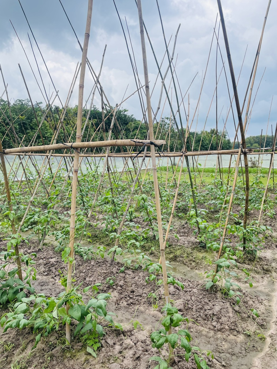 Hạ giá tiếp! quá rẻ cho lô đất Mặt tiền đường Bùi Thị Ngọn, dt 4.984m, xã An Nhơn Tây.