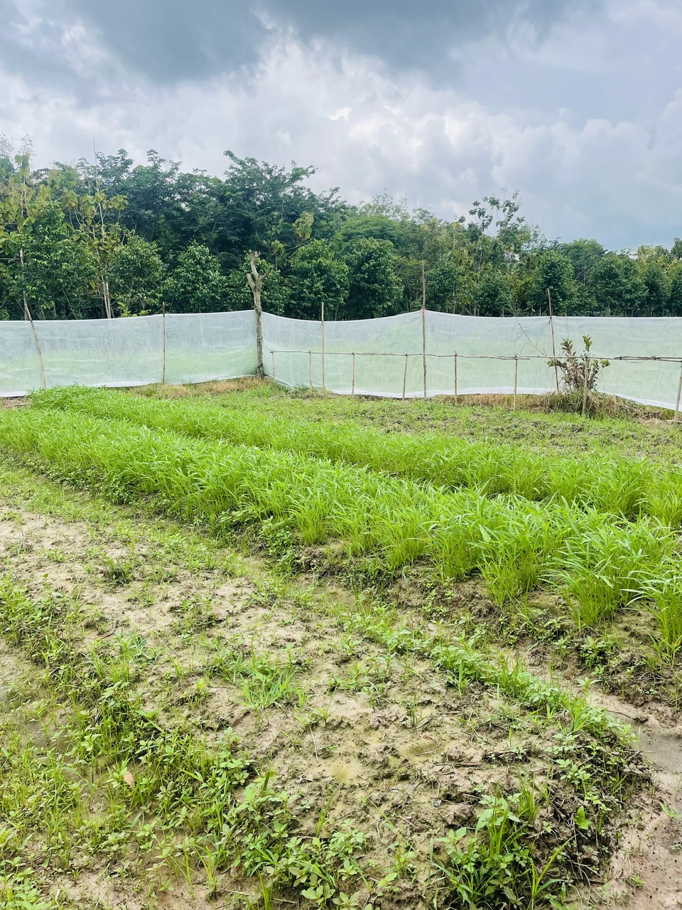 Hạ giá tiếp! quá rẻ cho lô đất Mặt tiền đường Bùi Thị Ngọn, dt 4.984m, xã An Nhơn Tây.