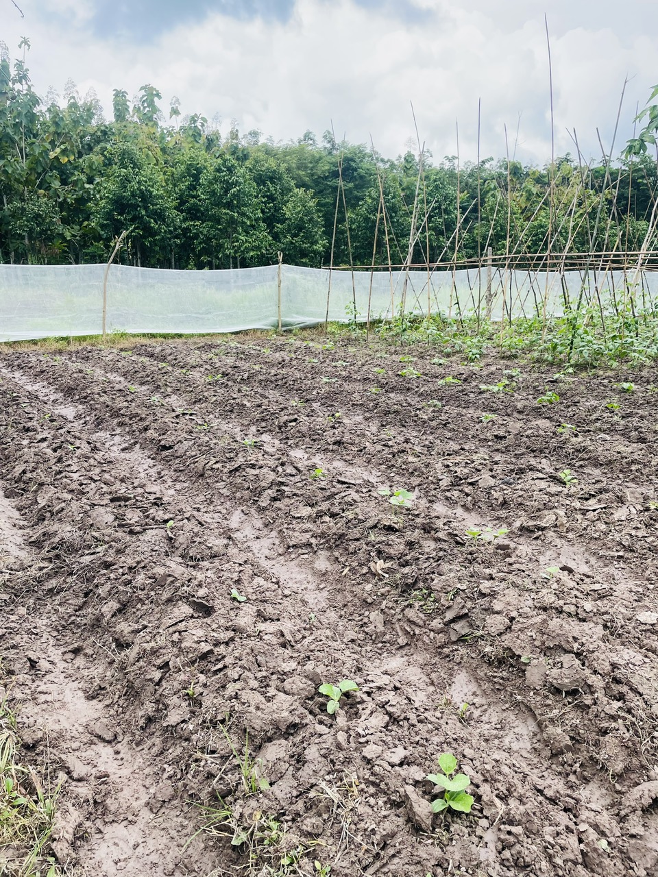 Hạ giá tiếp! quá rẻ cho lô đất Mặt tiền đường Bùi Thị Ngọn, dt 4.984m, xã An Nhơn Tây.