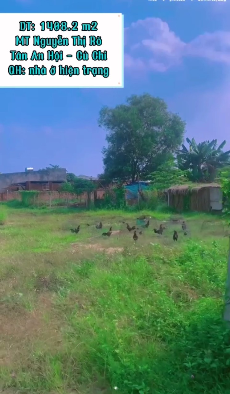 Bán lô đất MT đường nhựa Nguyễn Thị Rõ, dt 1408m2, xã Tân An Hội.