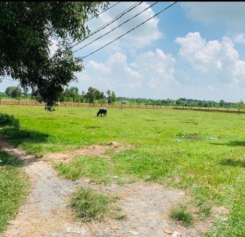 Bán đất Củ Chi, lô đất vườn góc 2 mặt tiền đường xe oto, 3.559m2, xã Nhuận Đức