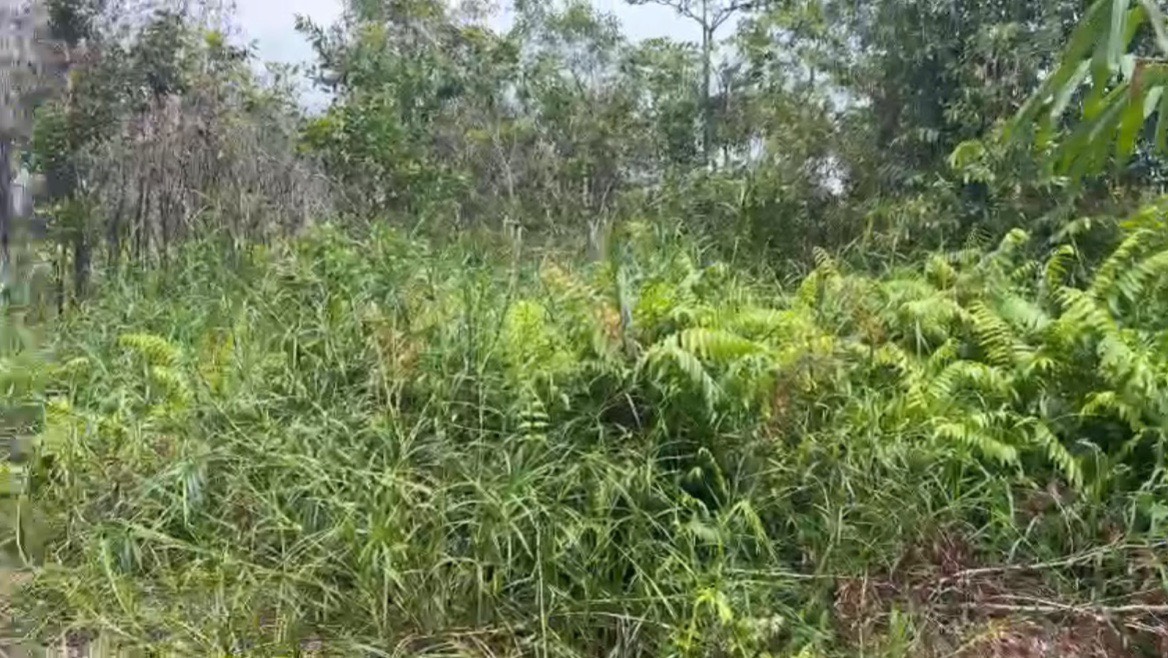 Ngộp! Bán lô đất vườn mặt tiền đường kênh, xe oto tới đất, dt 3.300m2, xã Phú Hòa Đông.