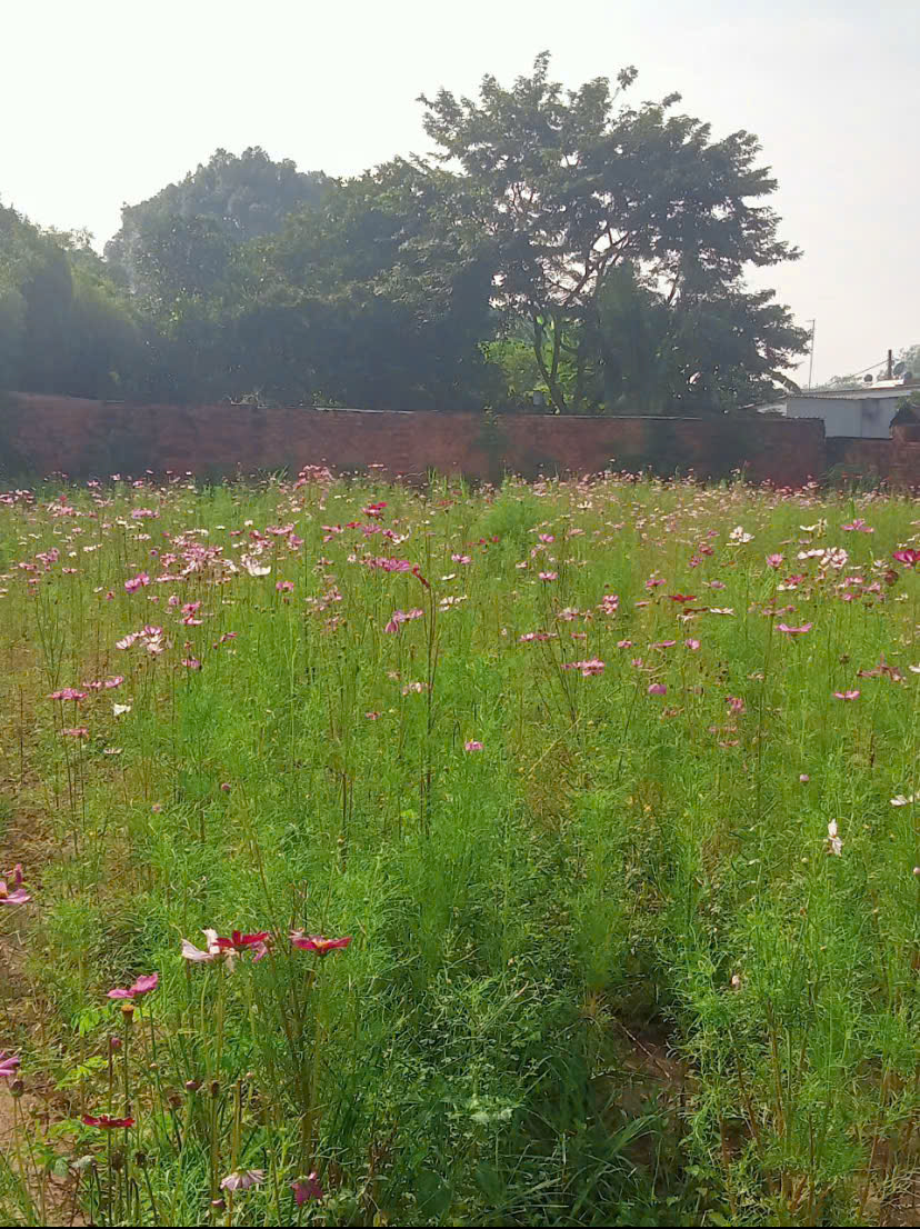 Kẹt quá bán lỗ bán lô đất mt đường trải đá xe tải, dt 1.275m, có 240m thổ cư, xã Phú Hòa Đông.