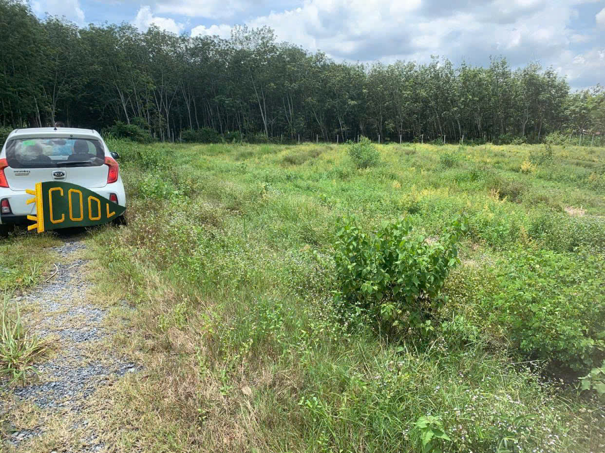 Đất Củ Chi! Cần bán lô đất vườn đường ô tô tới đất, dt 2.787m, đất CLN, xã An Nhơn Tây.