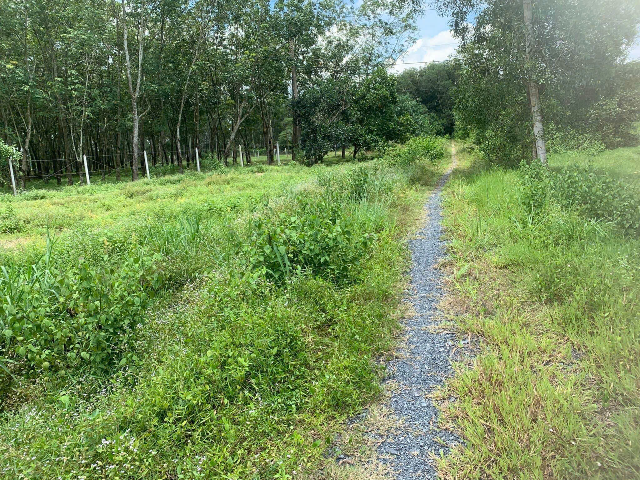 Đất Củ Chi! Cần bán lô đất vườn đường ô tô tới đất, dt 2.787m, đất CLN, xã An Nhơn Tây.