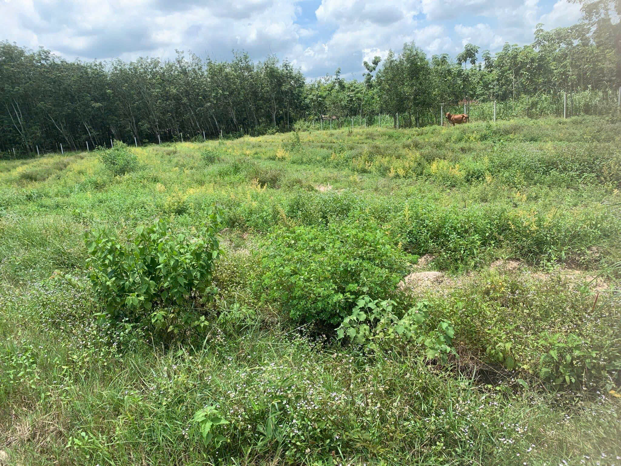 Đất Củ Chi! Cần bán lô đất vườn đường ô tô tới đất, dt 2.787m, đất CLN, xã An Nhơn Tây.