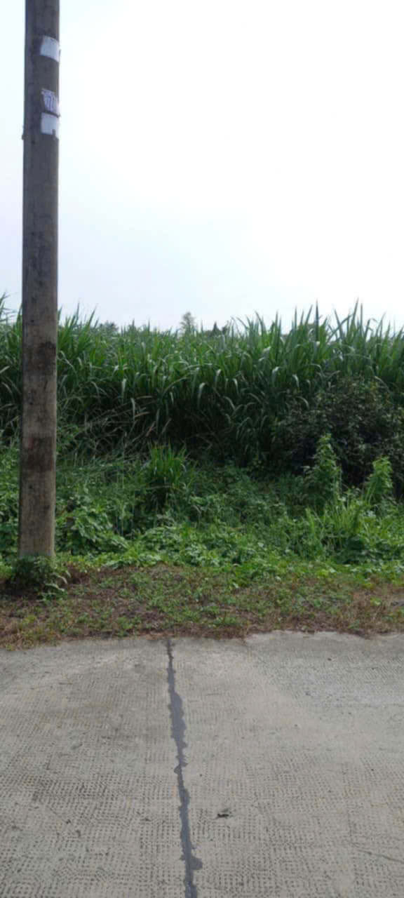 Bán lô đất 2 sẹc Nguyễn Thị Nê, tổng 272m2 full thổ cư, Xã Phú Hòa Đông.