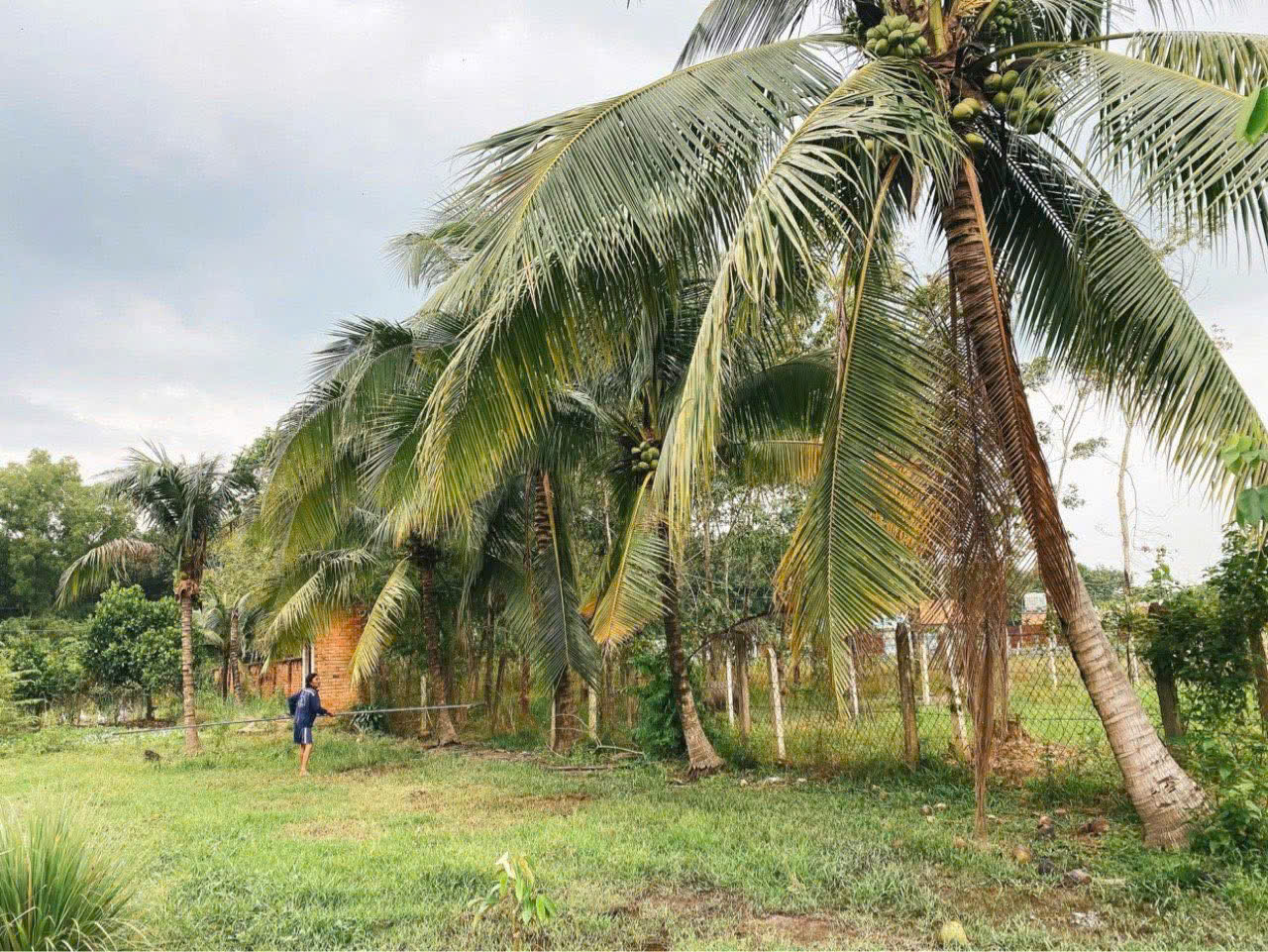 Đất Củ Chi! Bán gấp lô đất MT đường Hà Thị Kiểm, dt 1.711m, có 500m thổ, xã Phú Mỹ Hưng