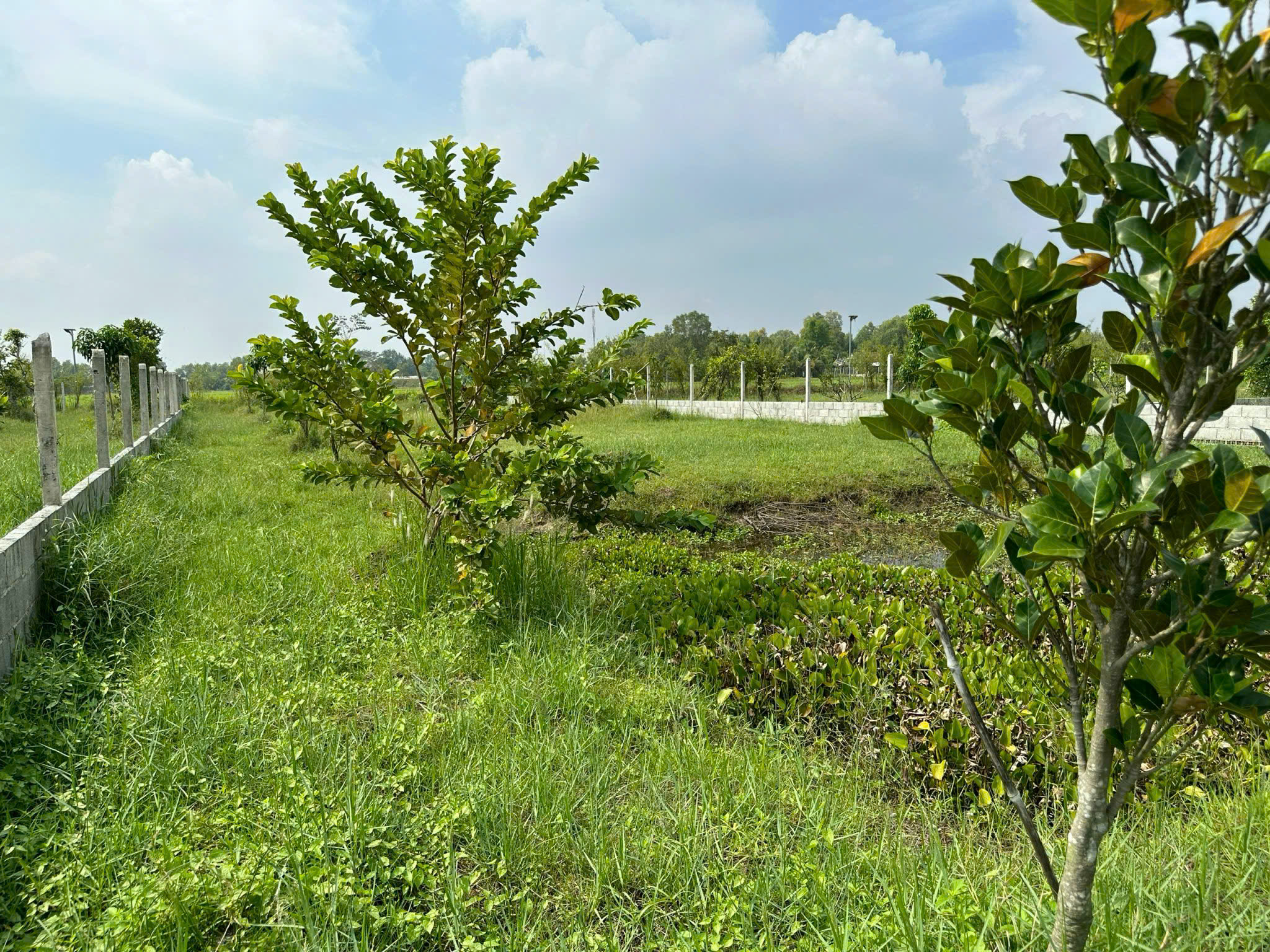 Đất Củ Chi! Bán gấp lô đất vườn đường Bê tông xe oto tận nơi, dt 1000m, xã Trung Lập Thượng