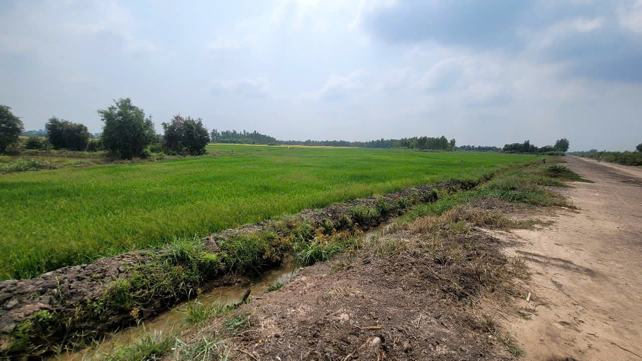 Đất Củ Chi! bán lô đất mt đường kênh xe tải, dt 2.562m, đất vườn, xã Tân Thông Hội