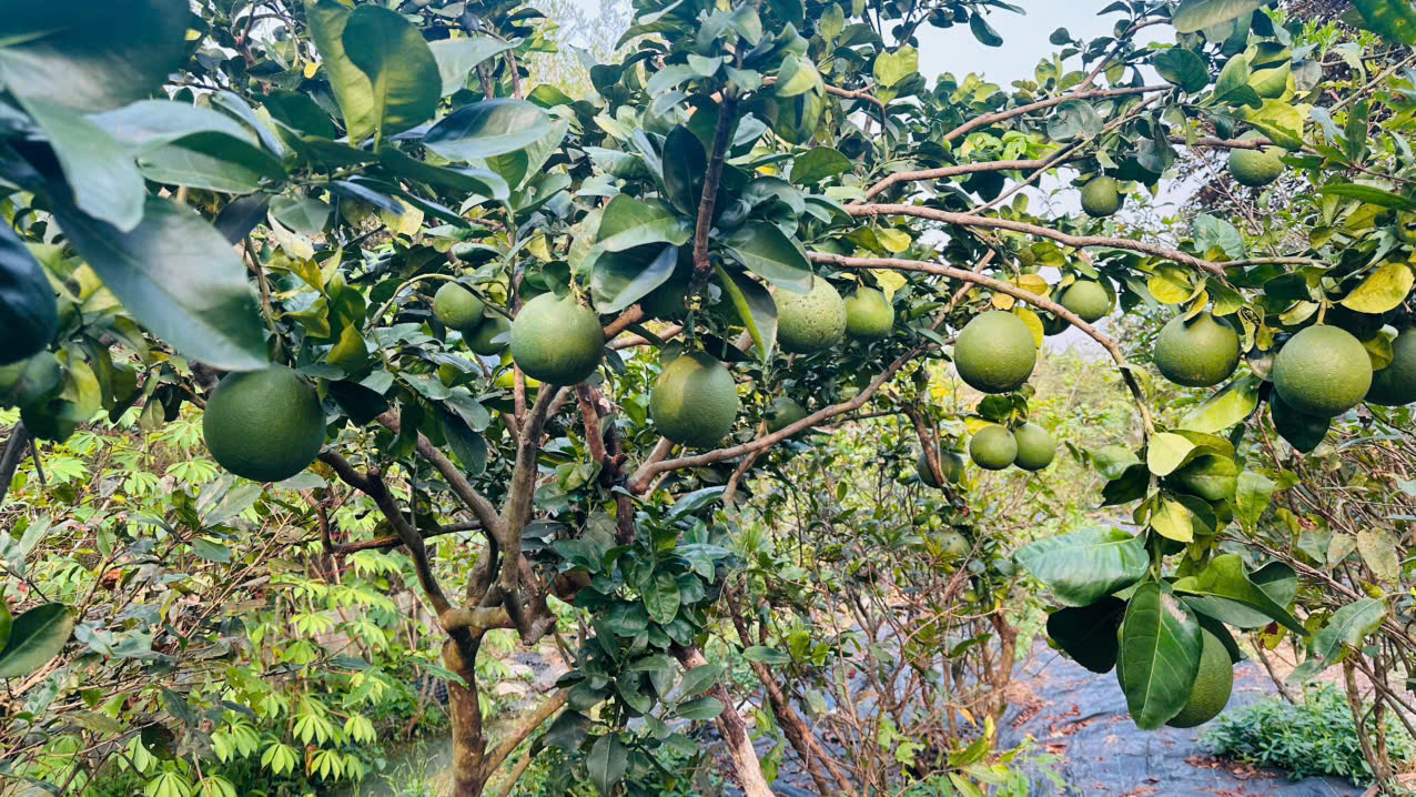 Đất Củ Chi! bán lô đất 1 sẹc đường Phạm Thị Xạ, dt 1922m2, 300m thổ, xã Phước Thạnh (Thái Mỹ mới)