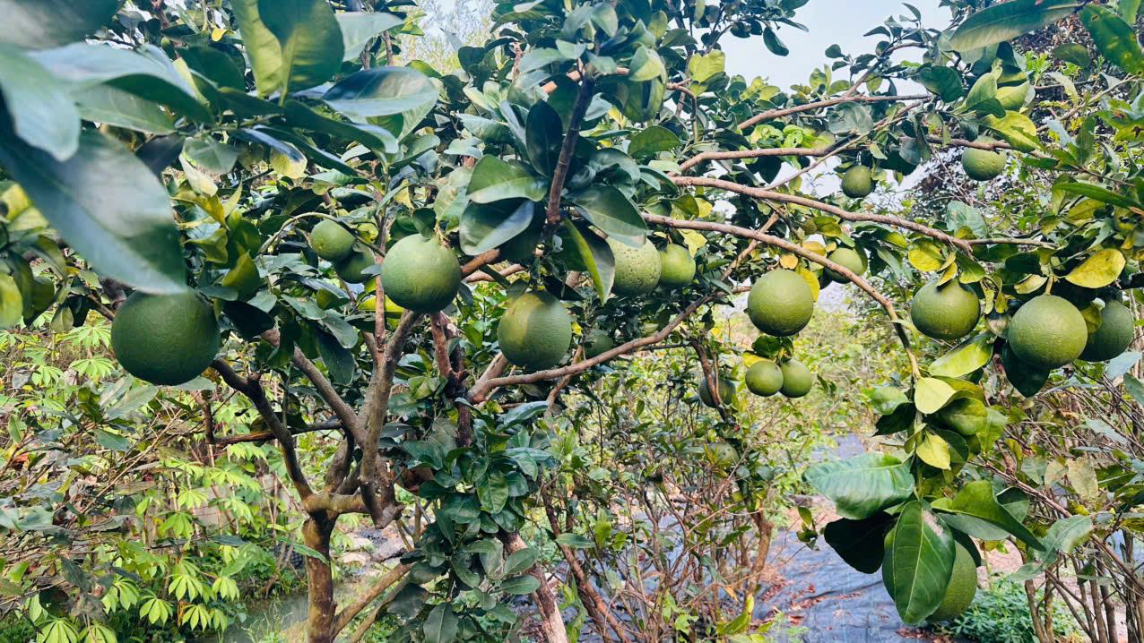 Đất Củ Chi! bán lô đất 1 sẹc đường Phạm Thị Xạ, dt 1922m2, 300m thổ, xã Phước Thạnh (Thái Mỹ mới)