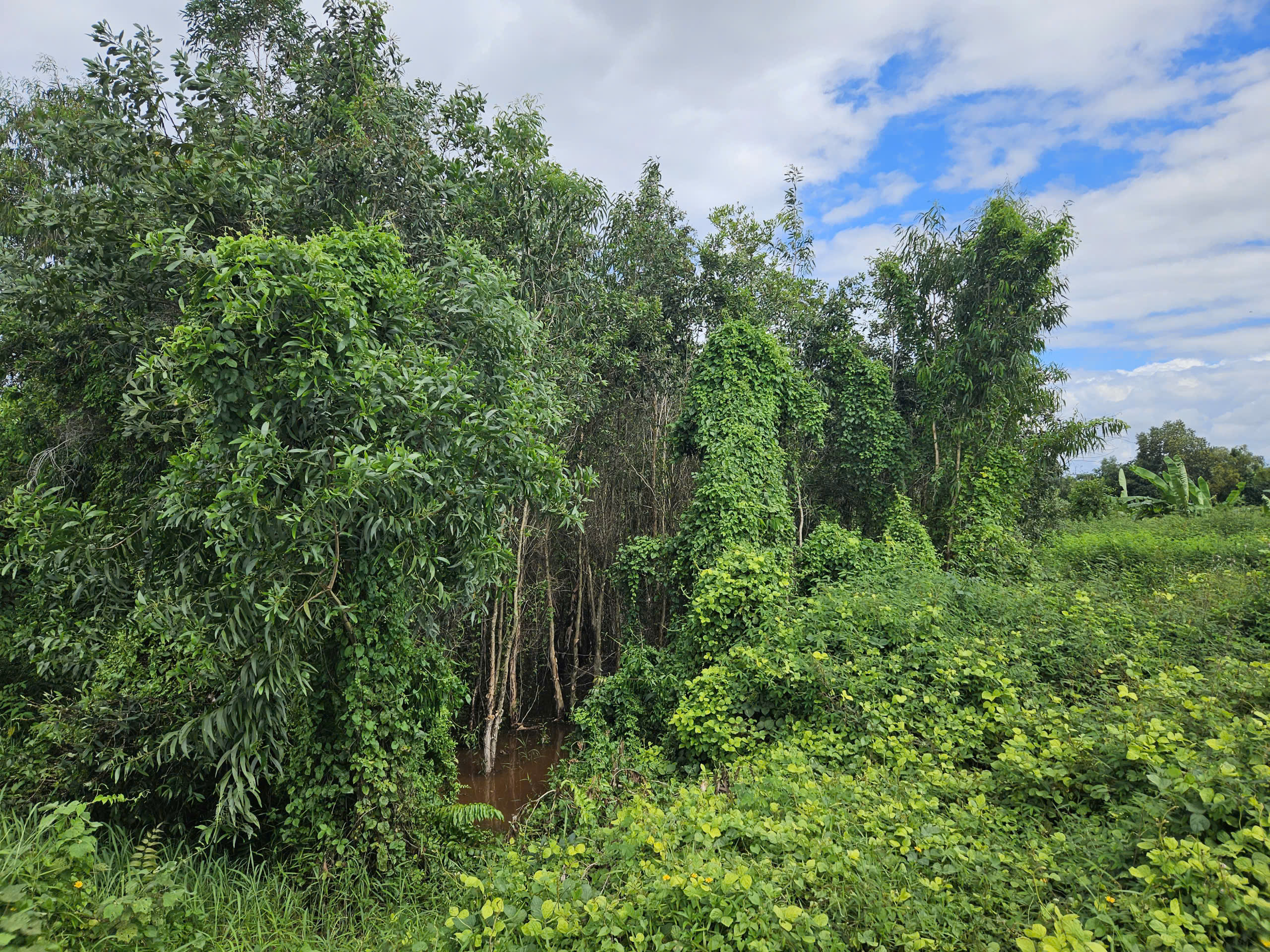 Đất Củ Chi! bán lô đất mặt tiền đường Nguyễn Thị Lèn, dt 325m2, full thổ, xã Trung An (Bình Mỹ mới)