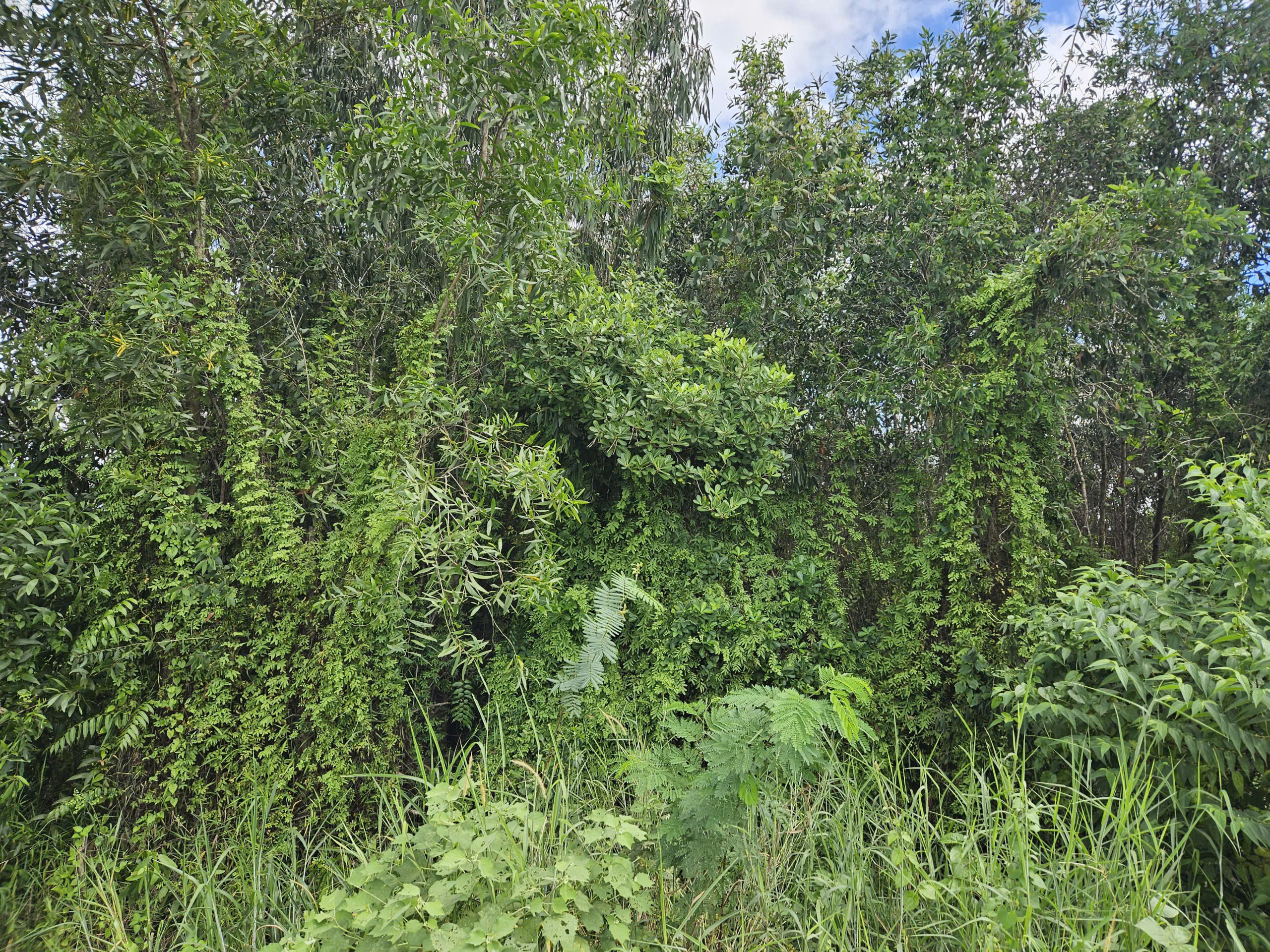 Đất Củ Chi! bán lô đất mặt tiền đường Nguyễn Thị Lèn, dt 325m2, full thổ, xã Trung An (Bình Mỹ mới)