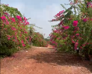 Bán lô đất MT đường bờ bao sông Sài Gòn, diện tích 492m2, đất vườn, xã Bình Mỹ